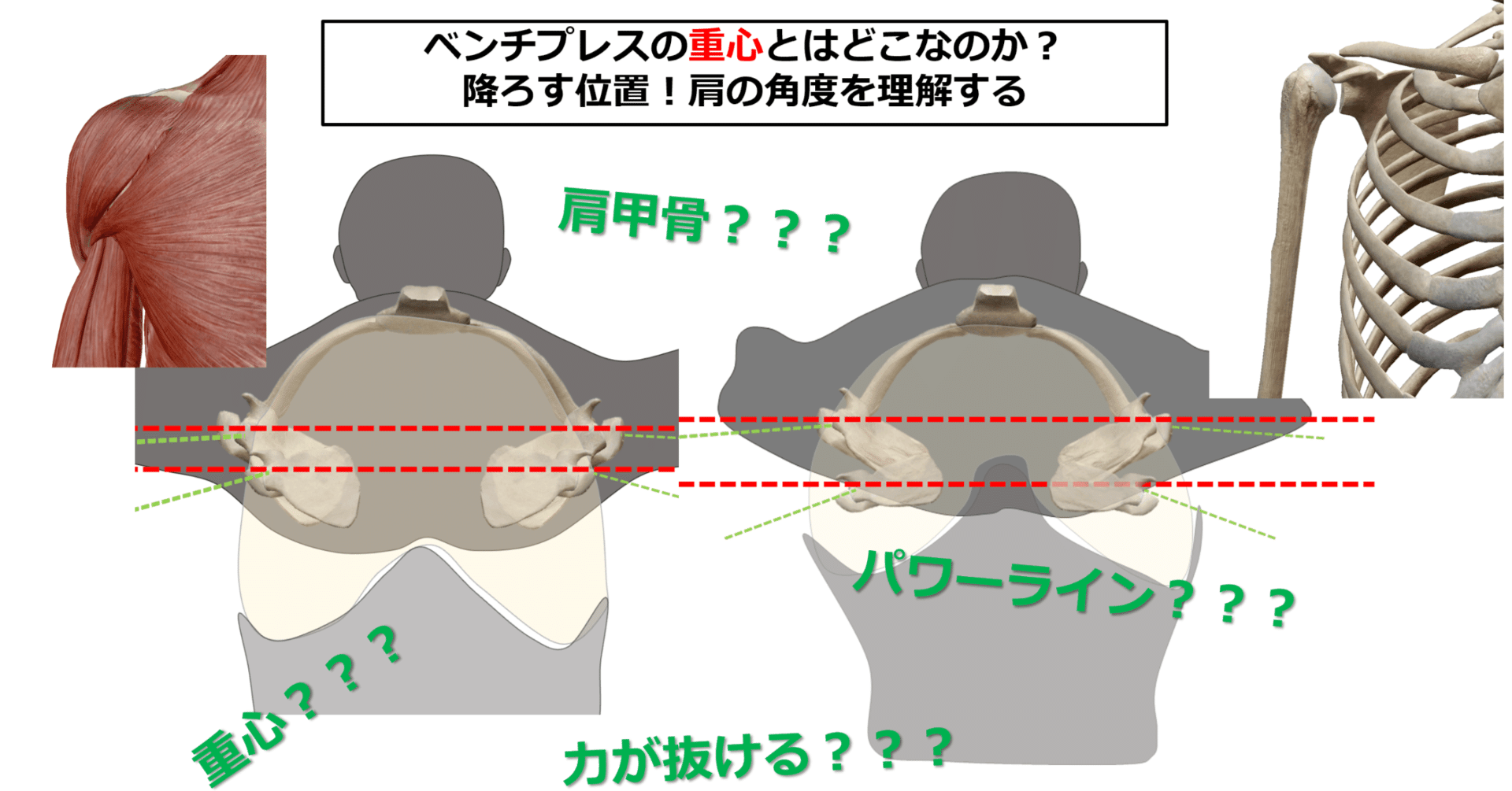 ベンチプレスの重心とはどこなのか 降ろす位置 肩の角度を理解する Lifting The Apex Note