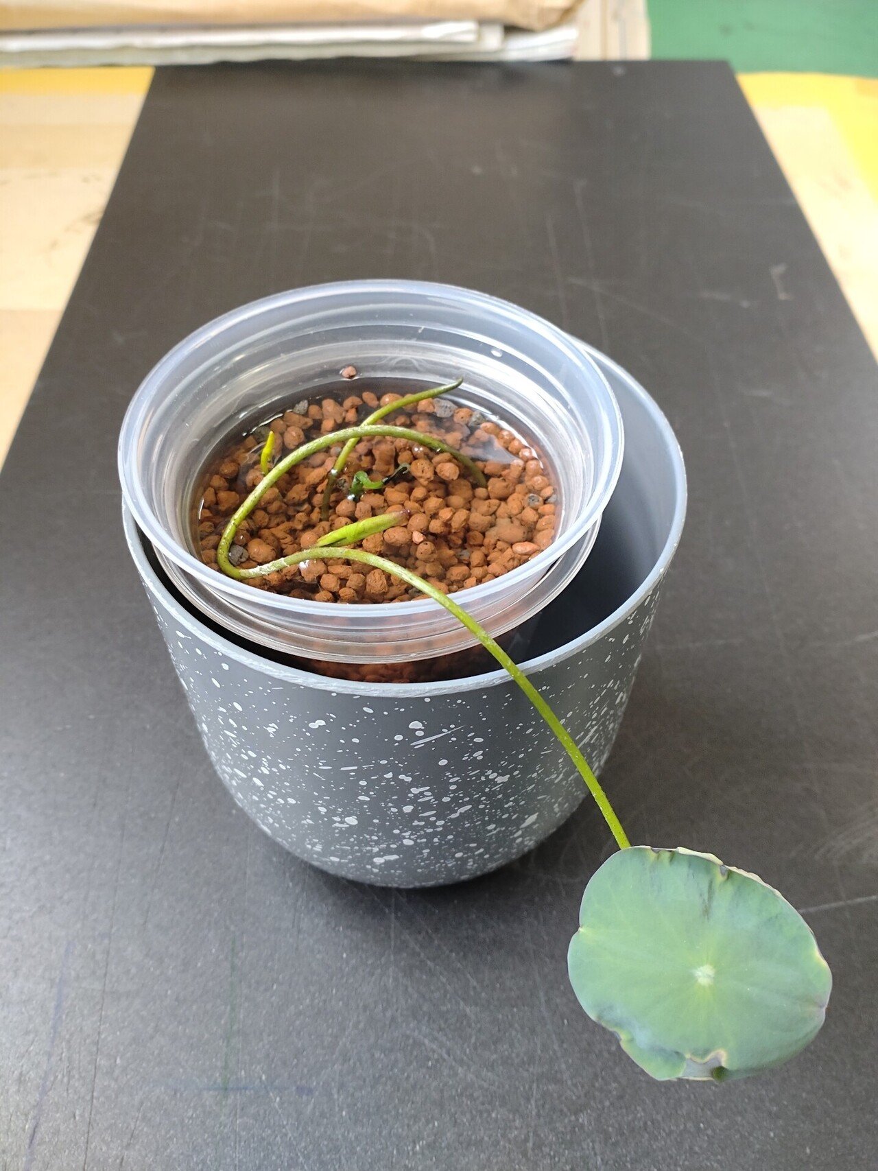 蓮の実水耕栽培新たに2つ発芽 Tatsuo Takeuchi Note 蓮の実水耕栽培新たに2つ発芽 Tatsuo Takeuchi Note