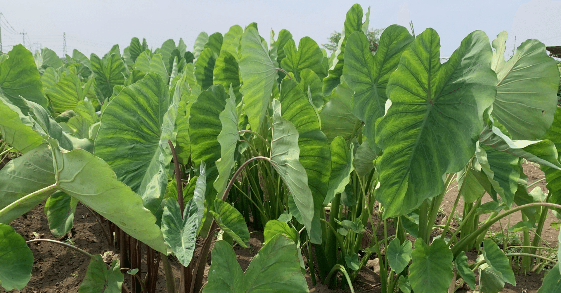 所沢でドローンによるサトイモ生育監視 デジタル コーチングであなたの未来を輝かしいものに By Dxコーチ Sdgsコーチ 渡邊智之 Note