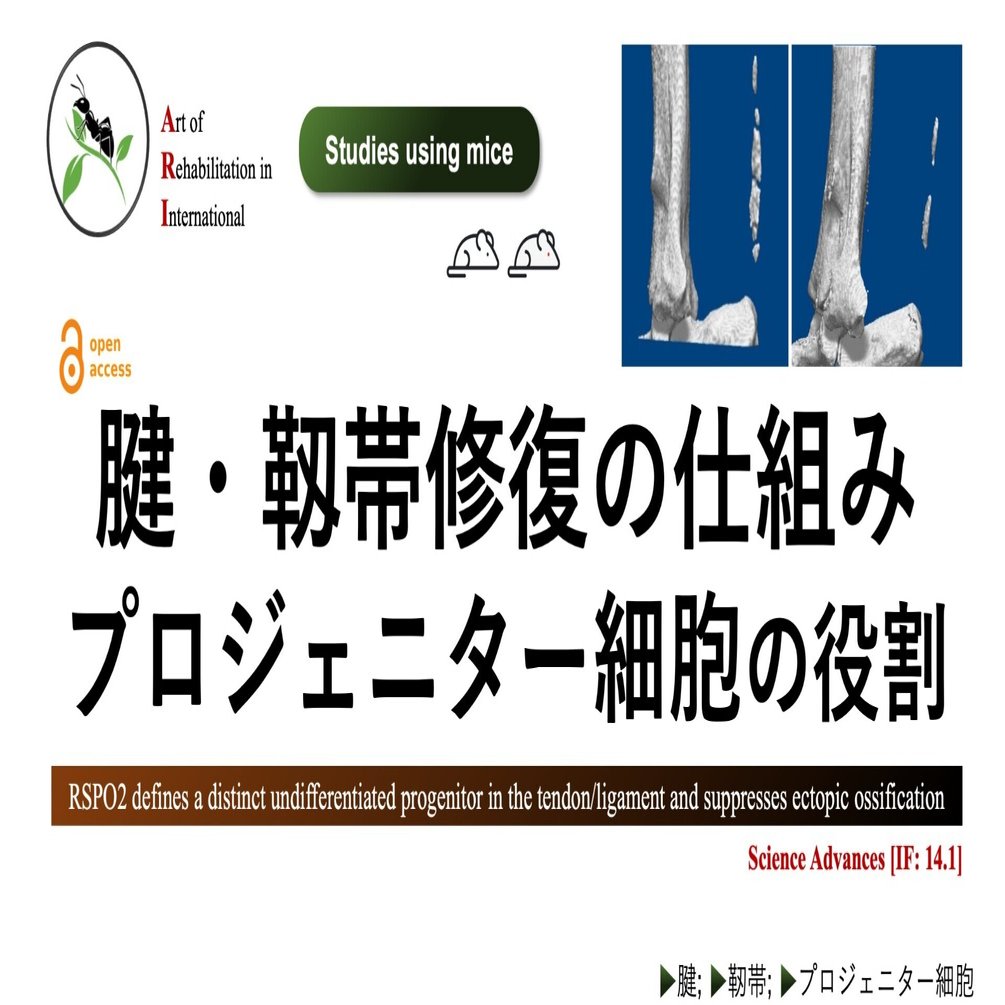 腱・靱帯修復の仕組み。プロジェニター細胞の役割｜Super Human