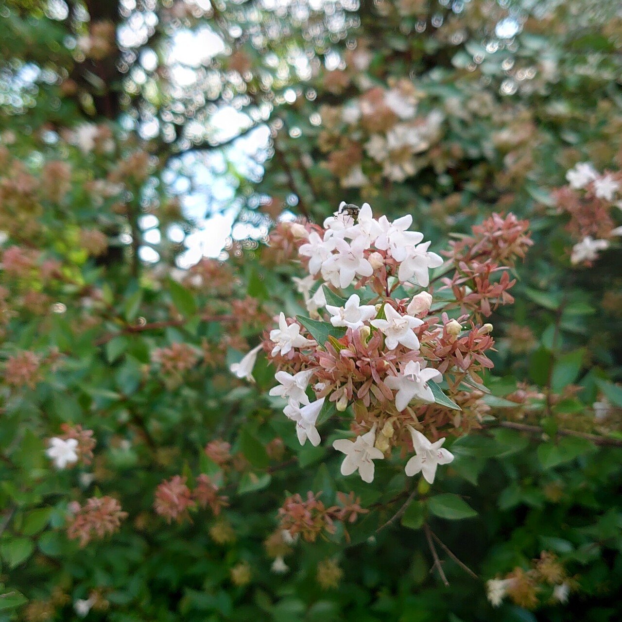 アベリア 紺 をのへ Note