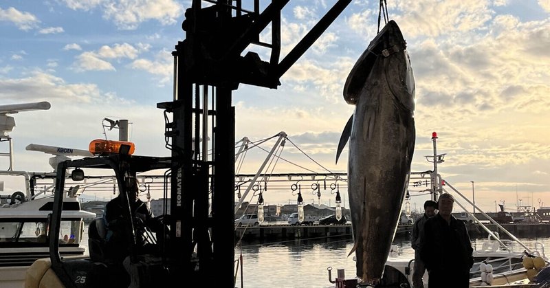クロマグロ漁獲隠し、青森県警が捜査へ～大間漁協などの出荷データ分析始める