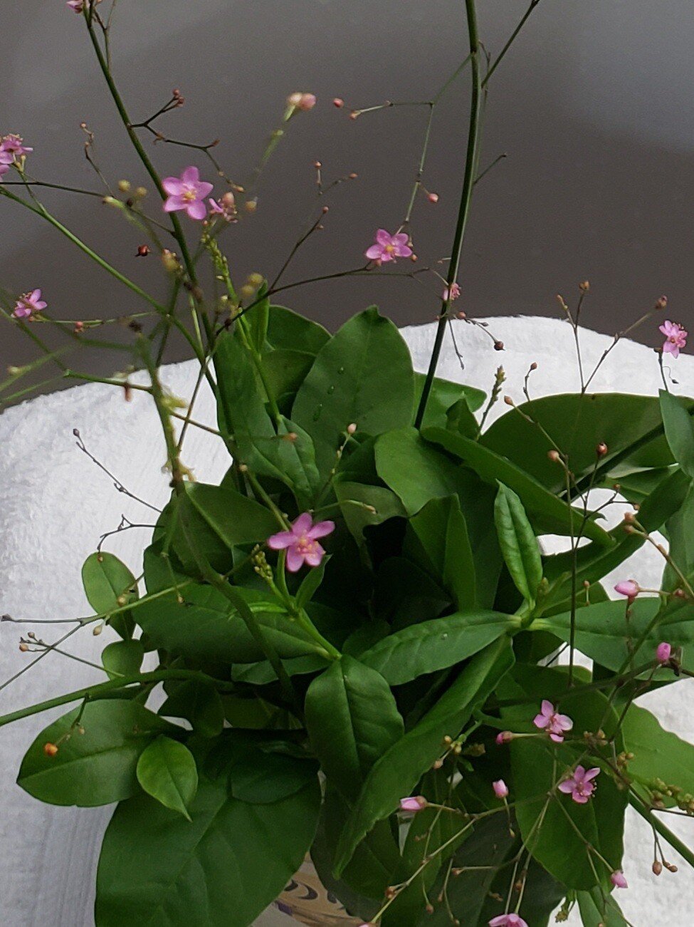 ハゼラン の新着タグ記事一覧 Note つくる つながる とどける