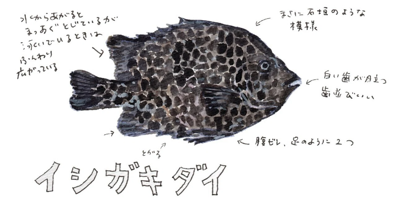 三浦半島釣り魚図鑑 38 イシガキダイ さんぽ絵ずし Note 三浦半島釣り魚図鑑 38 イシガキダイ さんぽ絵ずし Note