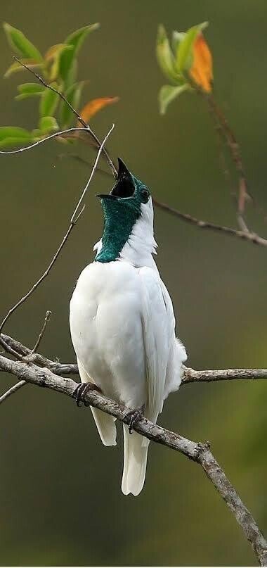 第2179回 アメリカ大陸の国鳥｜翆野 大地