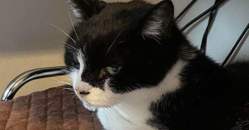 ペット Note ノート ペット Note ノート