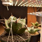 てっつーの植物実験