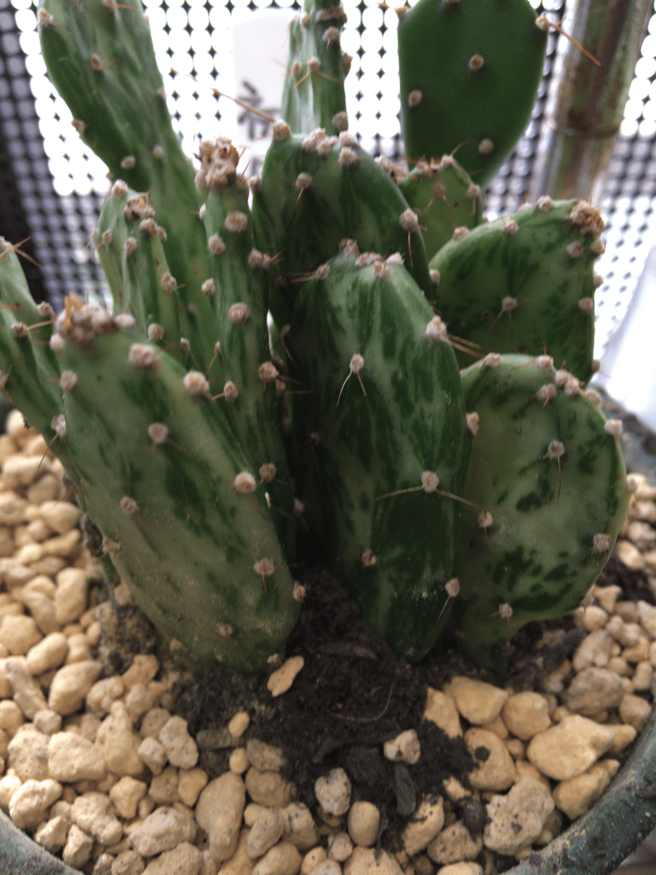 ダイソーでまたまた植物を購入 初日の出 という おめでたい名前の 斑入りのうちわサボテン 少し痩せてる感じがしたので 早速 環境を整えて植え替え 落ち着いたら肥料を やってみようと思います Hal Note