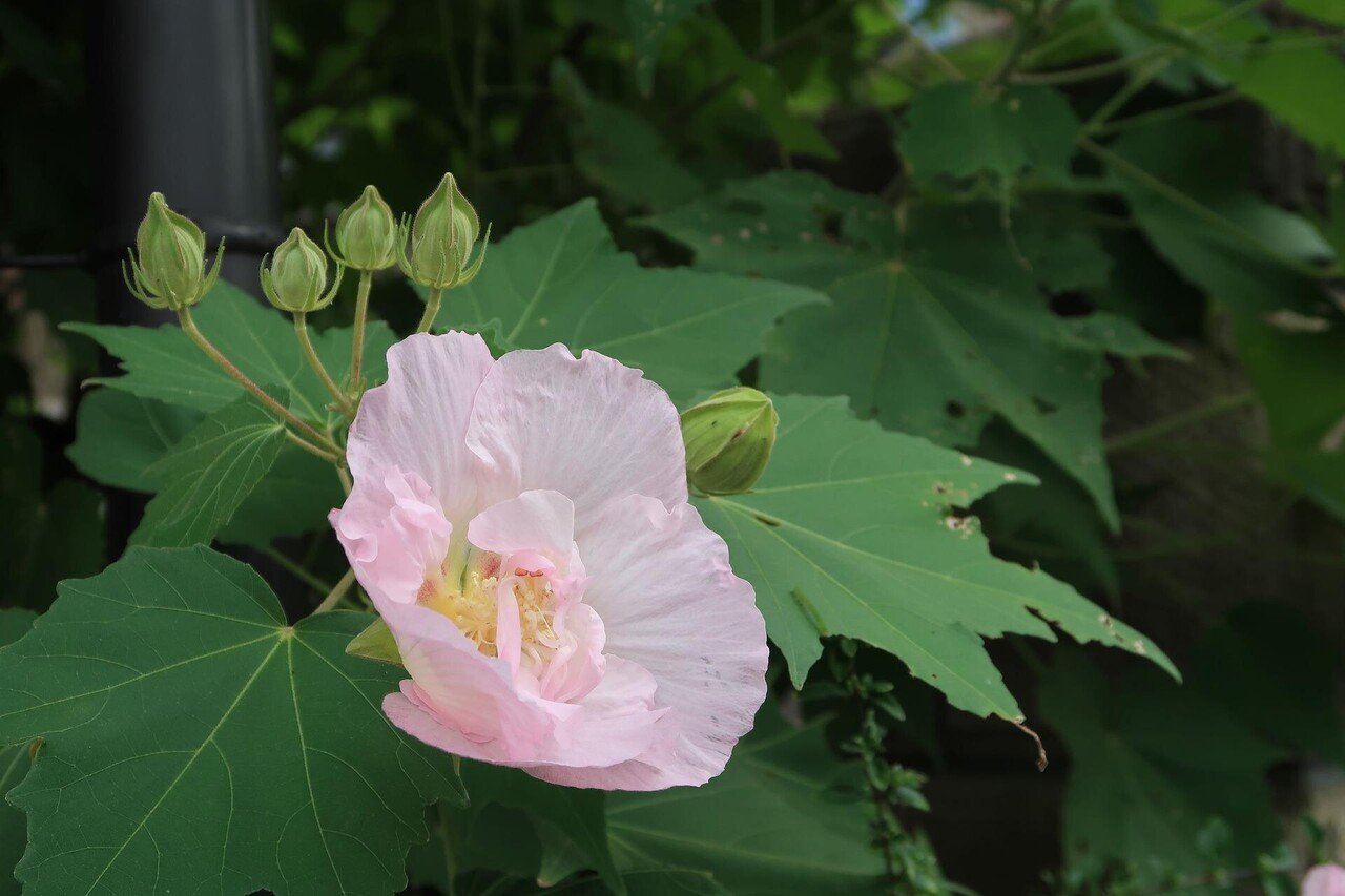俳句79 季語 白芙蓉 酔芙蓉 我儘な我ゆるせずに酔芙蓉 花芙蓉姪の笑顔とラテアート 上段は 酔芙蓉の花言葉 心変わり をイメージし 下段は溌剌とした美しさの姪のことを詠みました Chiyo Note