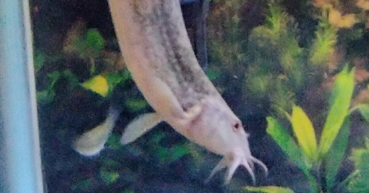 マドジョウちゃん 数学の集まり 見た事ない ギフテッドと秀才の違い 先生の手柄 ゆうsaien Note マドジョウちゃん 数学の集まり 見た事ない ギフテッドと秀才の違い 先生の手柄 ゆうsaien Note