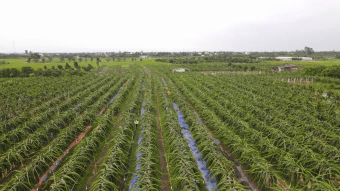 ベトナムハイフォン省アンラオ県バットチャン村のドラゴンフルーツについて|東城敬貴 keiki tojo|note