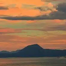 百科事典を作るサル