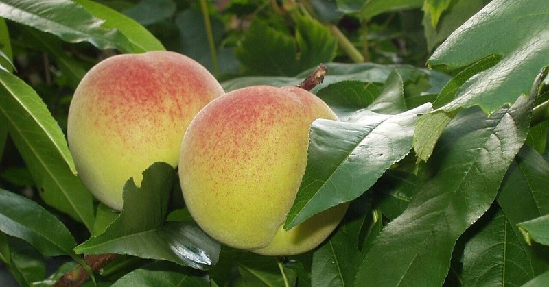 栽培植物のリスト　「桃」の歴史