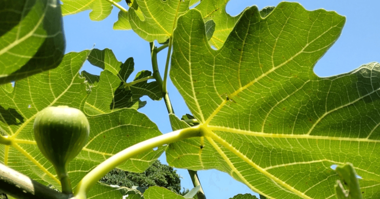 恥じて隠すものなど無き 無花果 ヌチグスイ 名草まさ美 Note 恥じて隠すものなど無き 無花果 ヌチグスイ 名草まさ美 Note