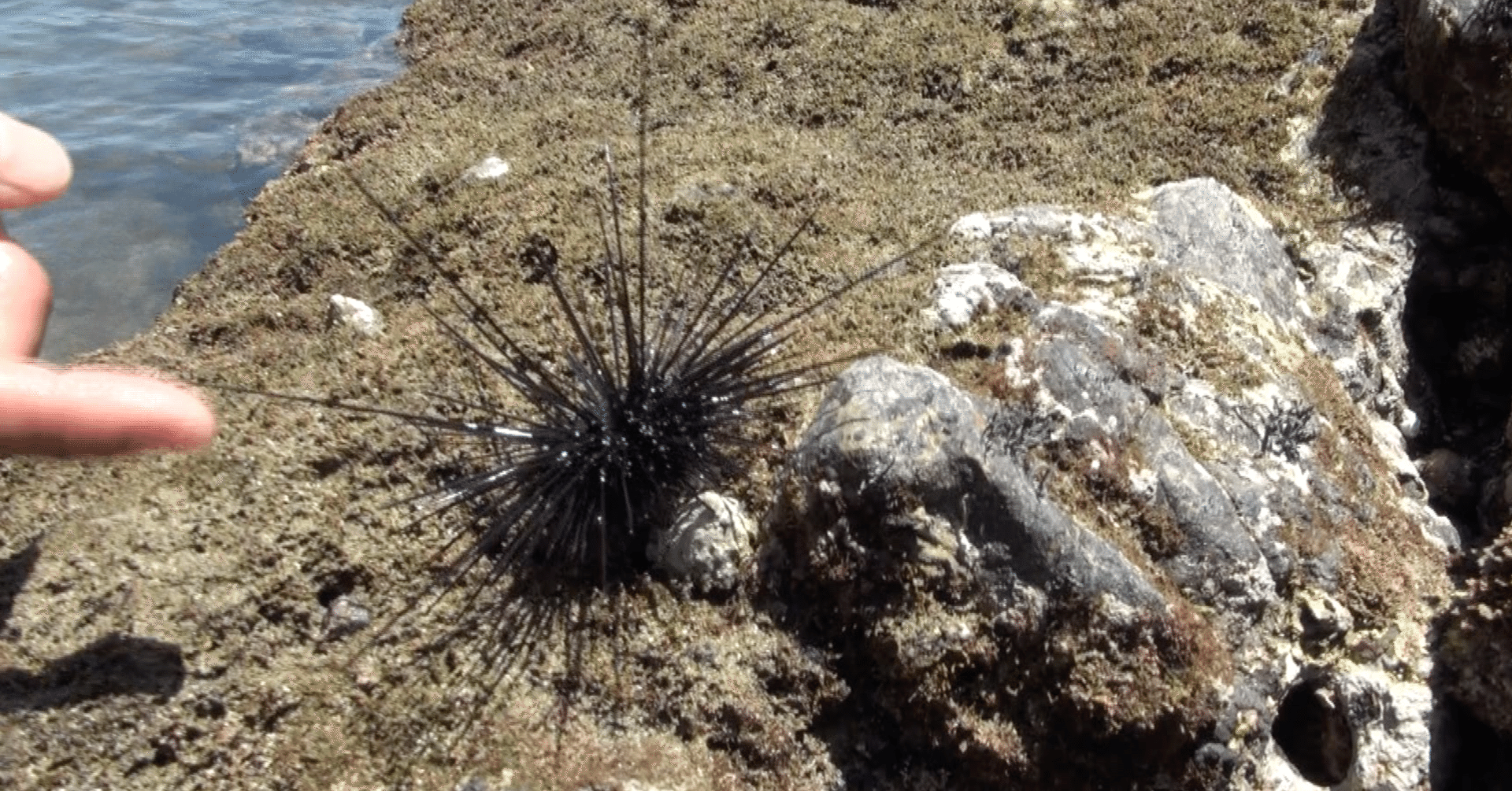 厄介者のムラサキウニが素敵に変身 噂の 東京マガジン 噂の現場 Bs Tbsの公式note