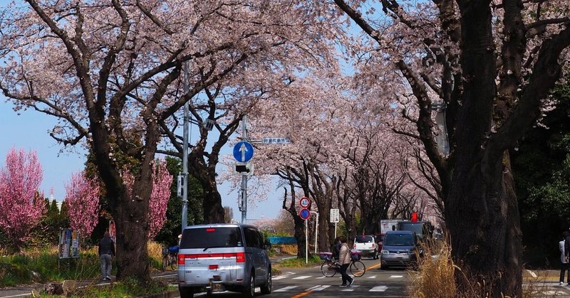 首都圏最後の空白地開発で桜伐採の計画に、住民驚き【噂の！東京マガジン「噂の現場」】