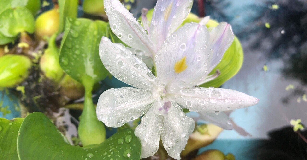 ビオトープの水生植物が楽しい バンサのエサ Note