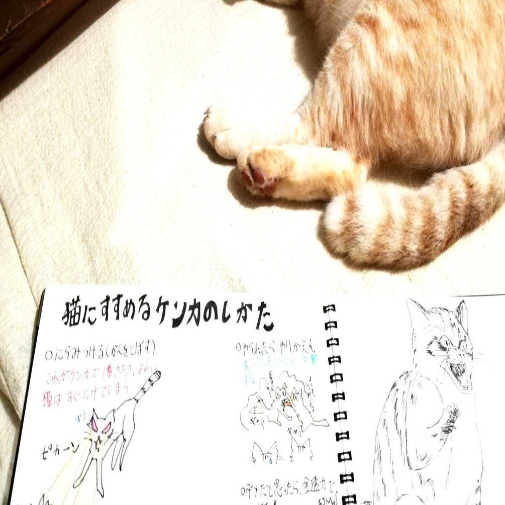 夏休みの自由研究に去勢 避妊手術の必要性を綴った中学生 私 ふくよかなネコたち Note
