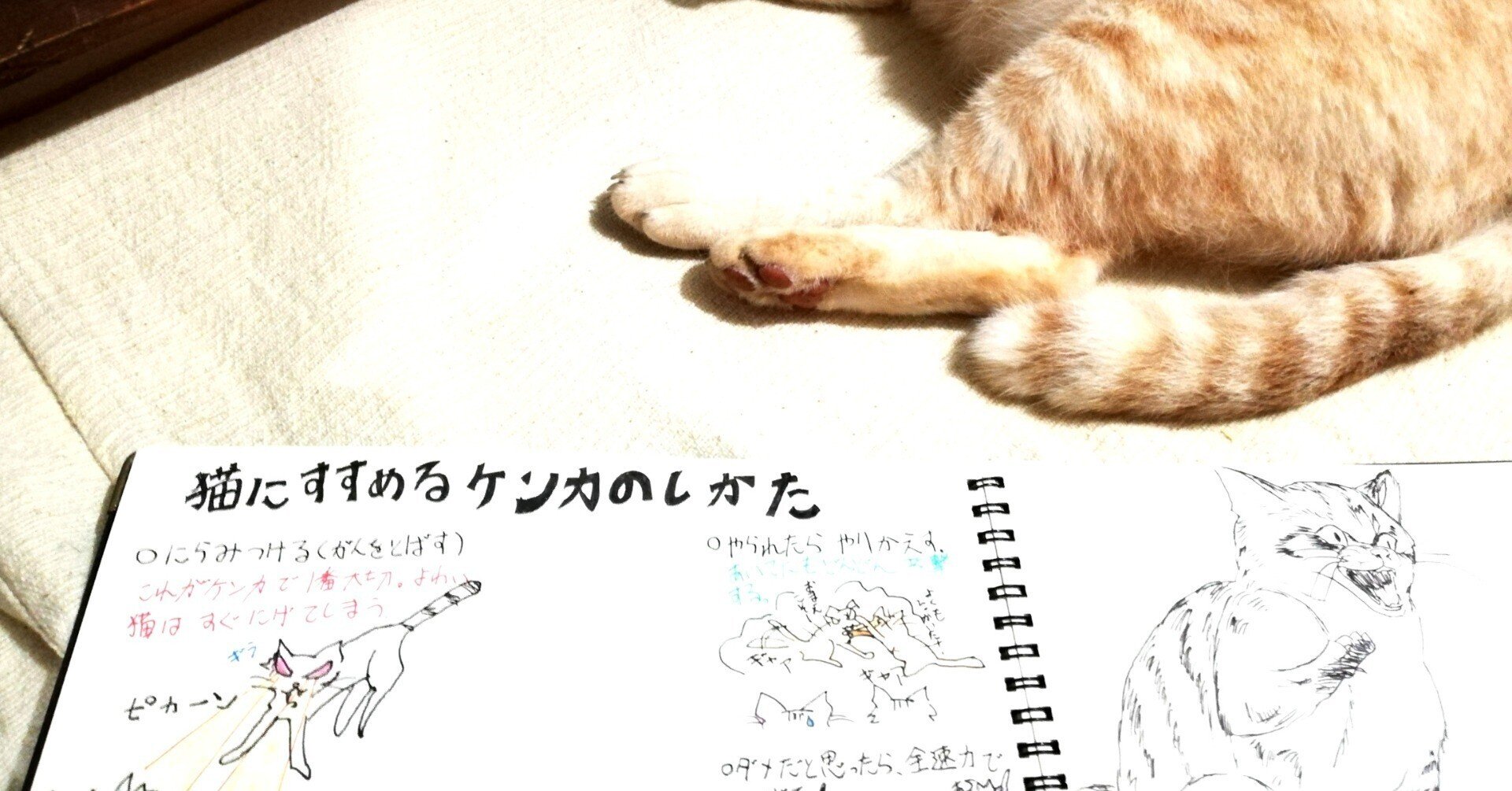 夏休みの自由研究に去勢 避妊手術の必要性を綴った中学生 私 ふくよかなネコたち Note 夏休みの自由研究に去勢 避妊手術の必要性を綴った中学生 私 ふくよかなネコたち Note
