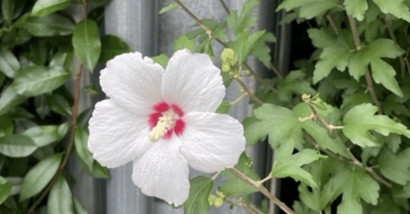 ムクゲの花の朝🌅と夕方🌇☺️そして田んぼ3🌾✨