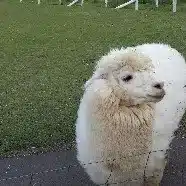 じんまめ
