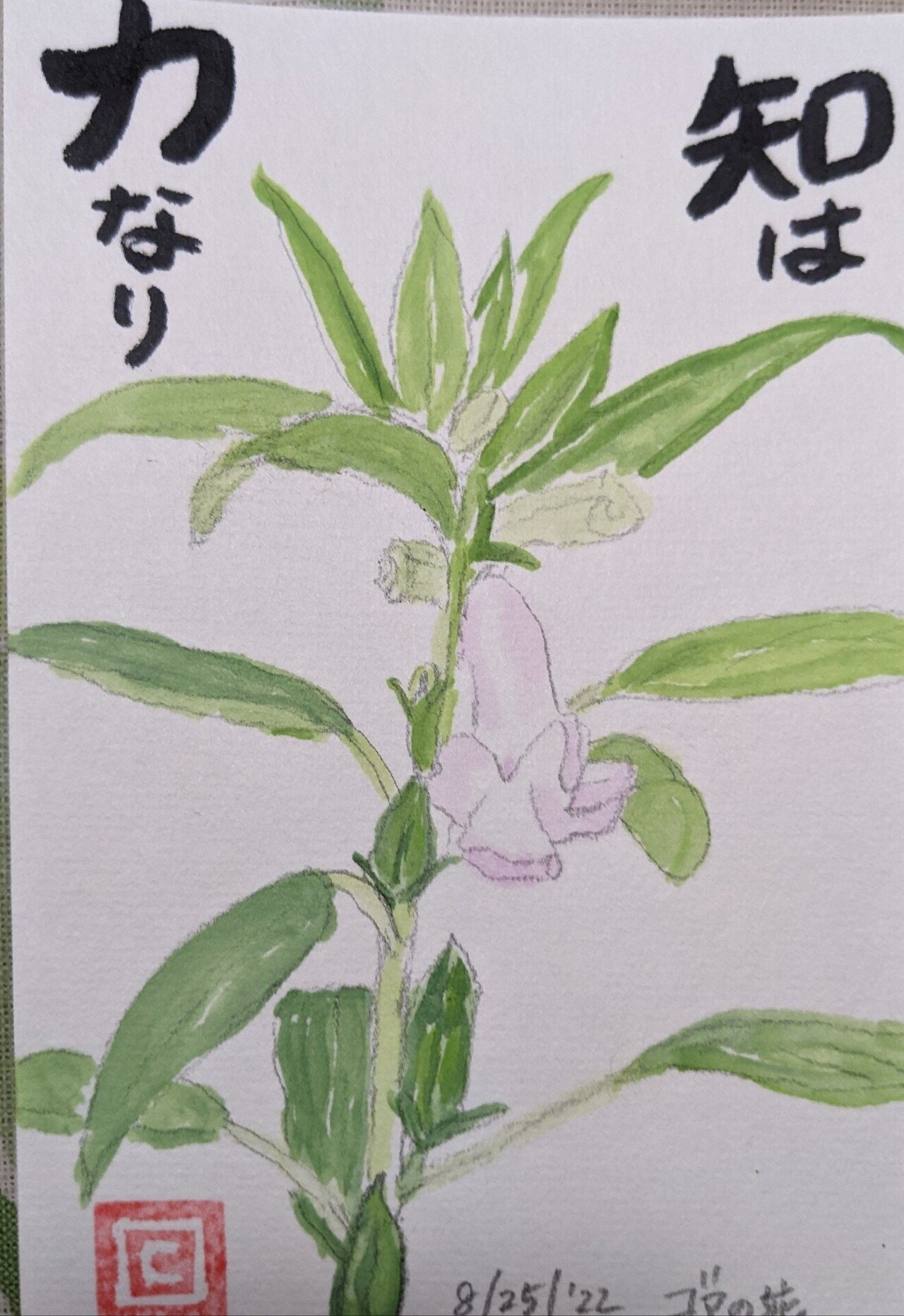 ゴマの花 Cyndi Note ゴマの花 Cyndi Note