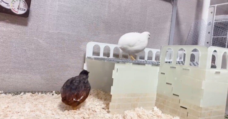 飼育レイアウト紹介 ヒメウズラの飼育を楽しむ ヒメウズラリウム｜ひめ