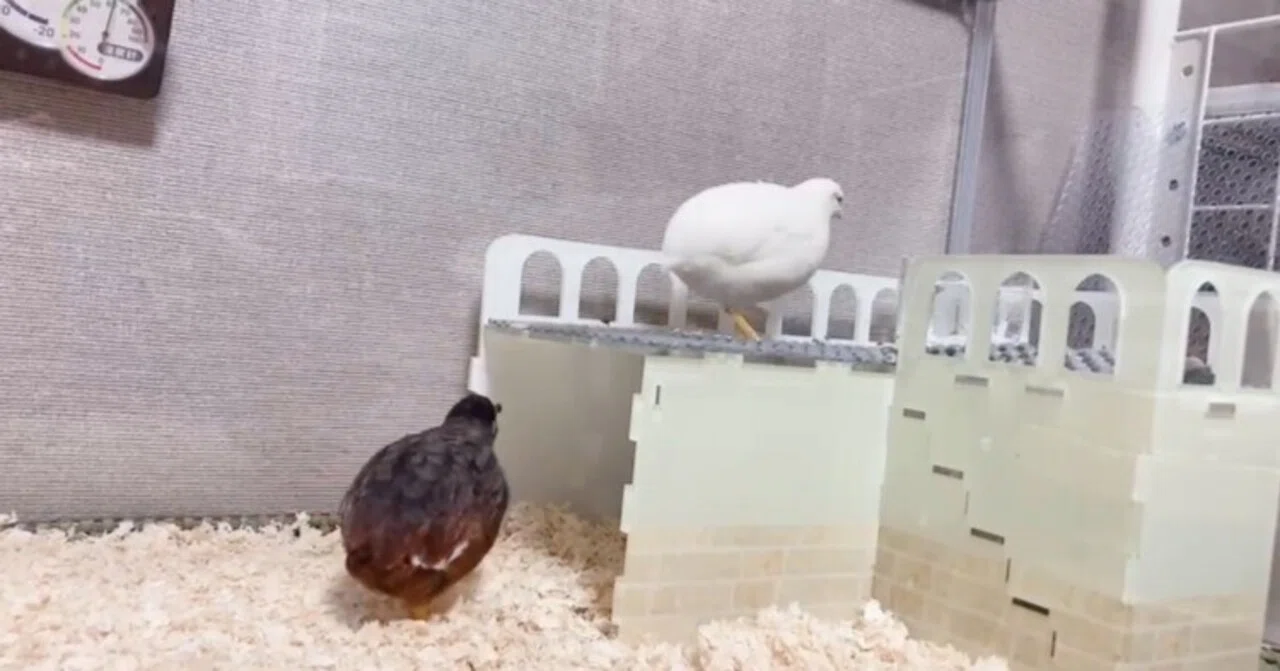飼育レイアウト紹介 ヒメウズラの飼育を楽しむ ヒメウズラリウム｜ひめ