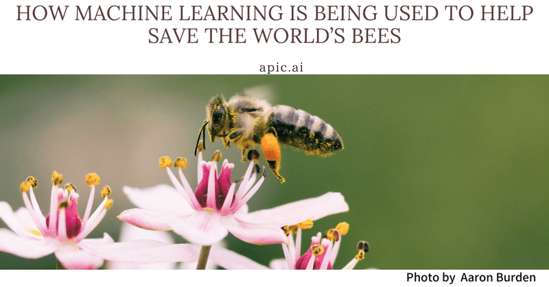 ミツバチの生態系をAI使って解明する技術