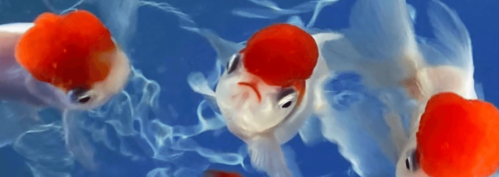 金魚 飼育日記 ざくろん Note