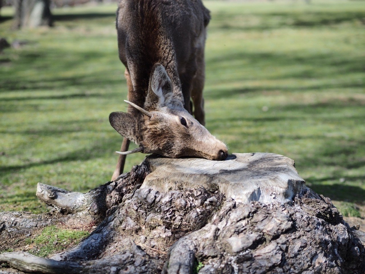 アリとキリギリスは 勤勉と怠惰の物語 とは限らない Tonkotutarou Note