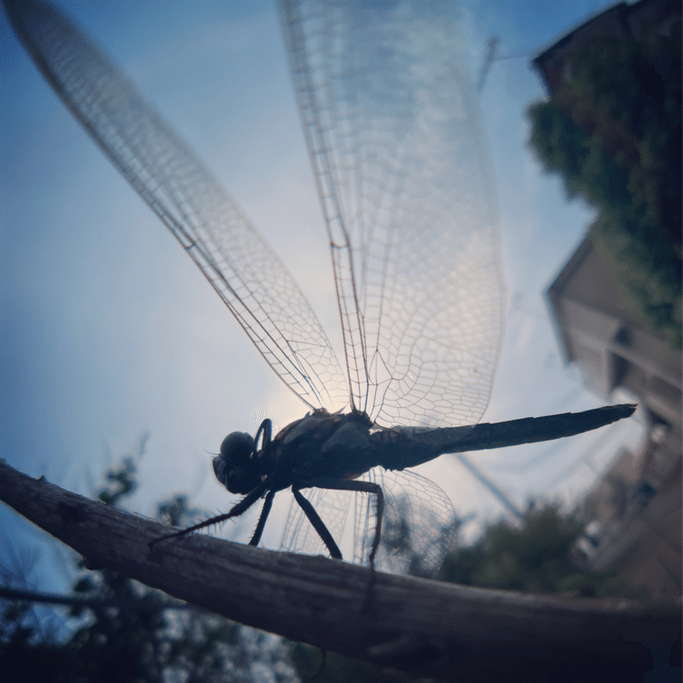 #そのへんの3cm vol.1371 iPhoneでマクロ千回達成#シオカラトンボ かな。誕プレとして妻にもらった魚眼レンズを解禁。画角が広い分難易度が上がるけど、予想以上に被写体に寄れますね。#スマホ写真 #マクロ写真 #iPhone12pro #路上観察 #写真好きな人と繋がりたい #道草 #魚眼レンズ #昆虫すごいぜ #dragonfly 