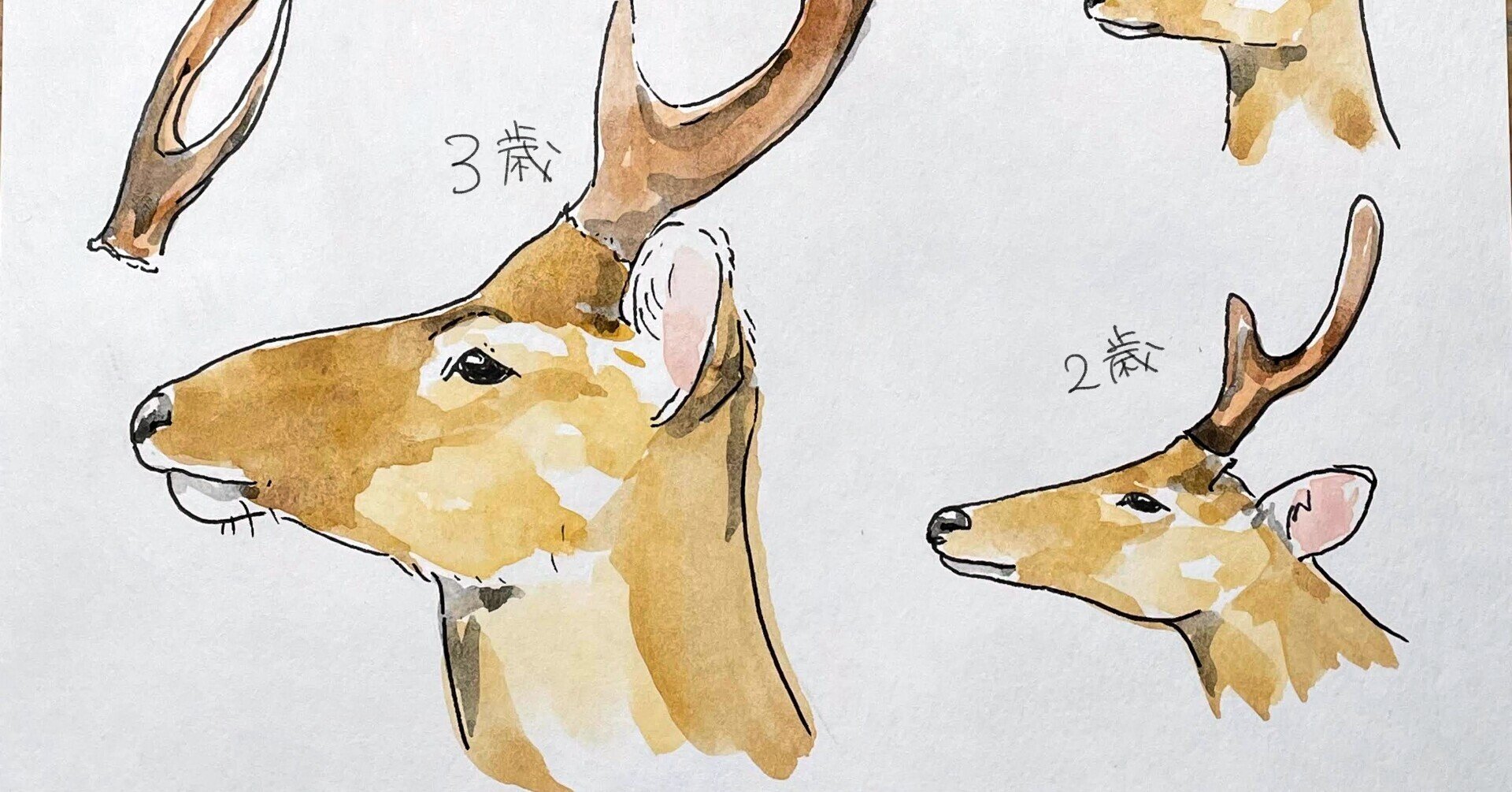 日本鹿の角 - 趣味/おもちゃ