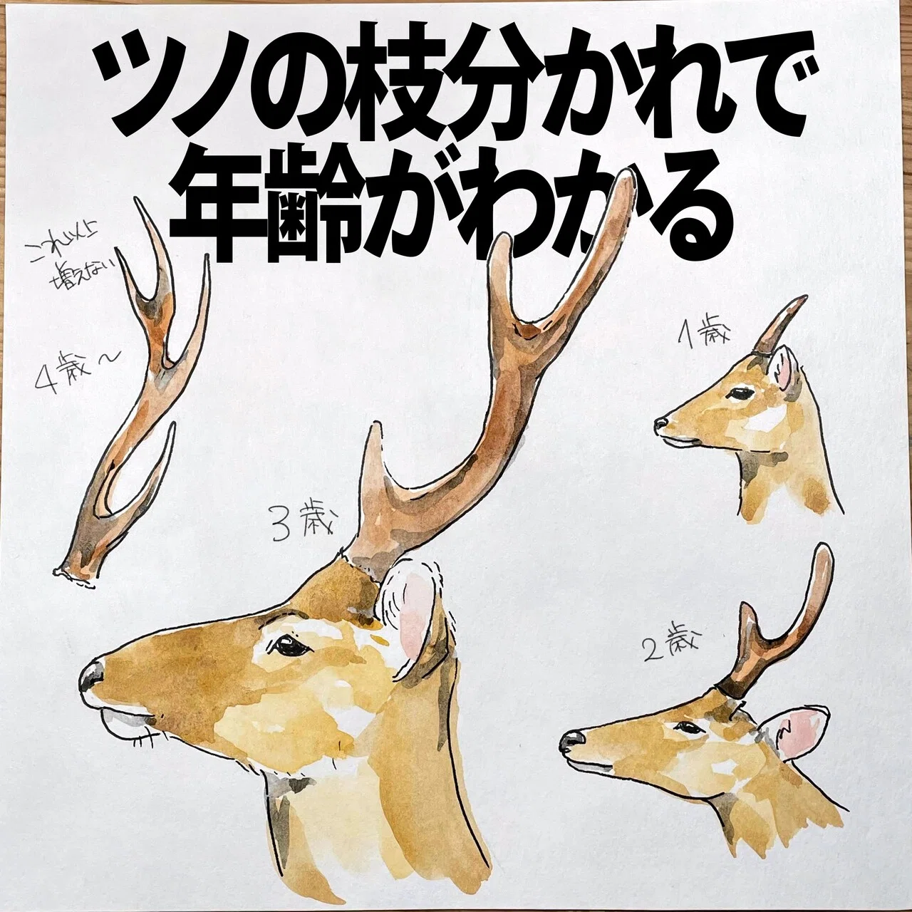 ツノの枝分かれで年齢がわかる｜シカ｜くますけ｜自然ガイド・クリエイター