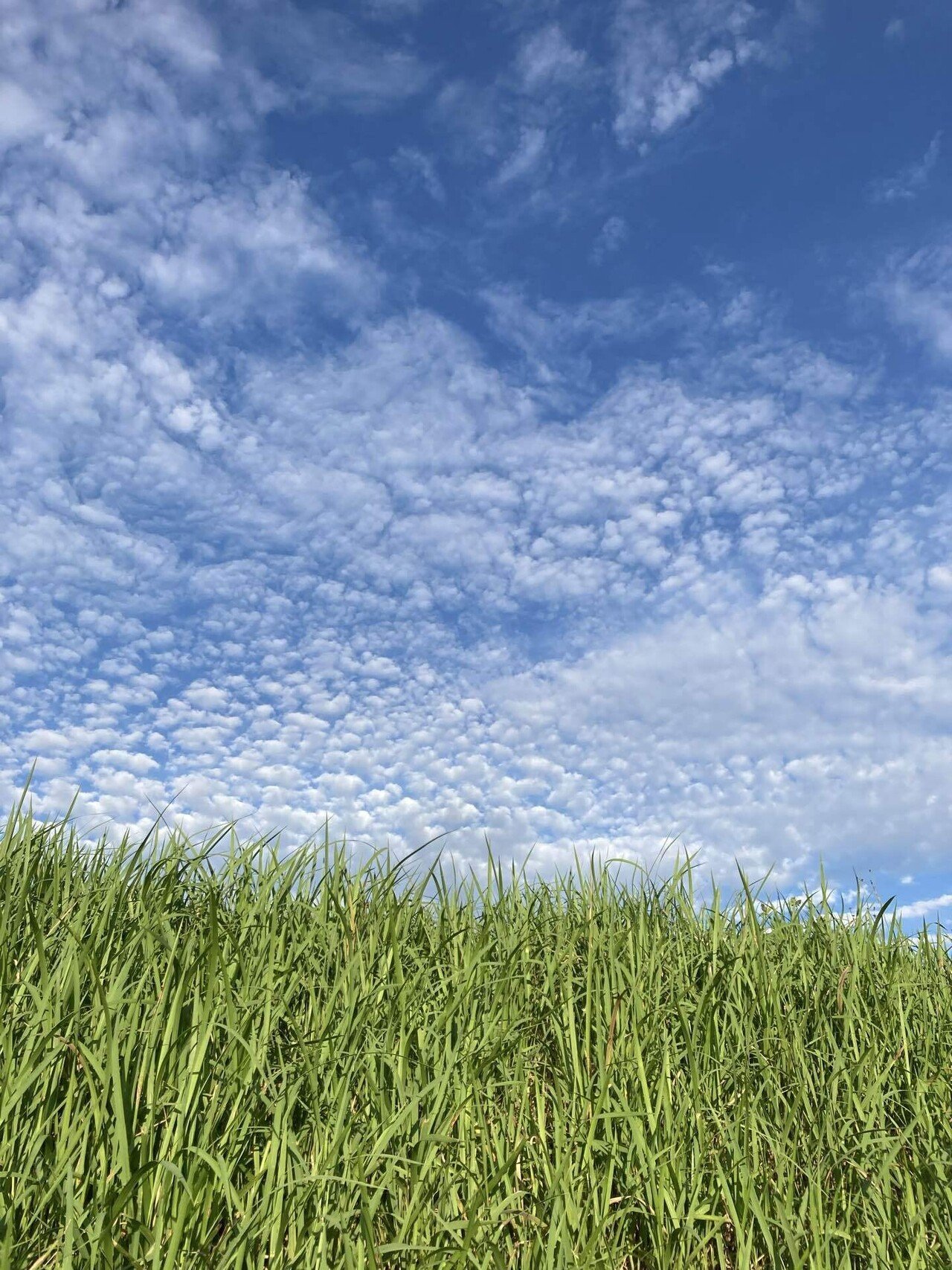 チョロキョロフォト日記 今夏総括 22 8 27 チョロでキョロ Note