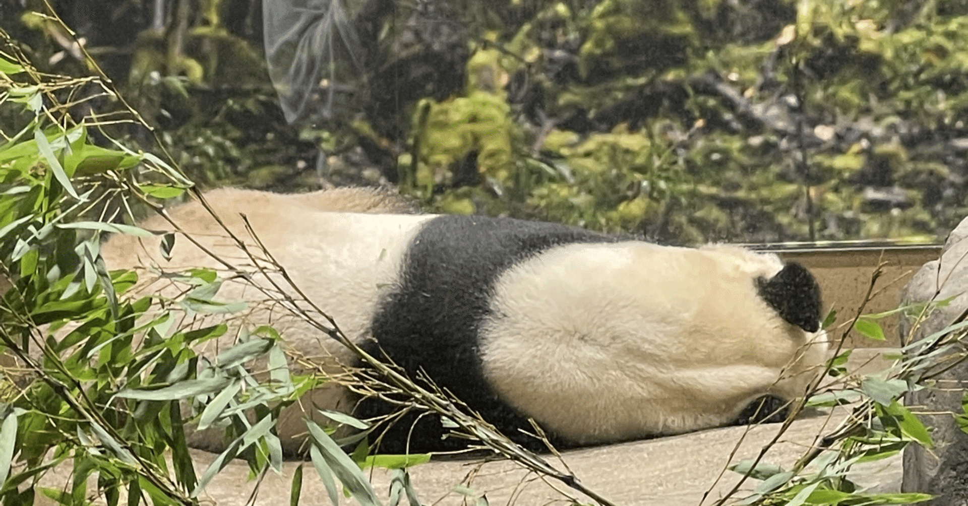 苺とパンちゃん