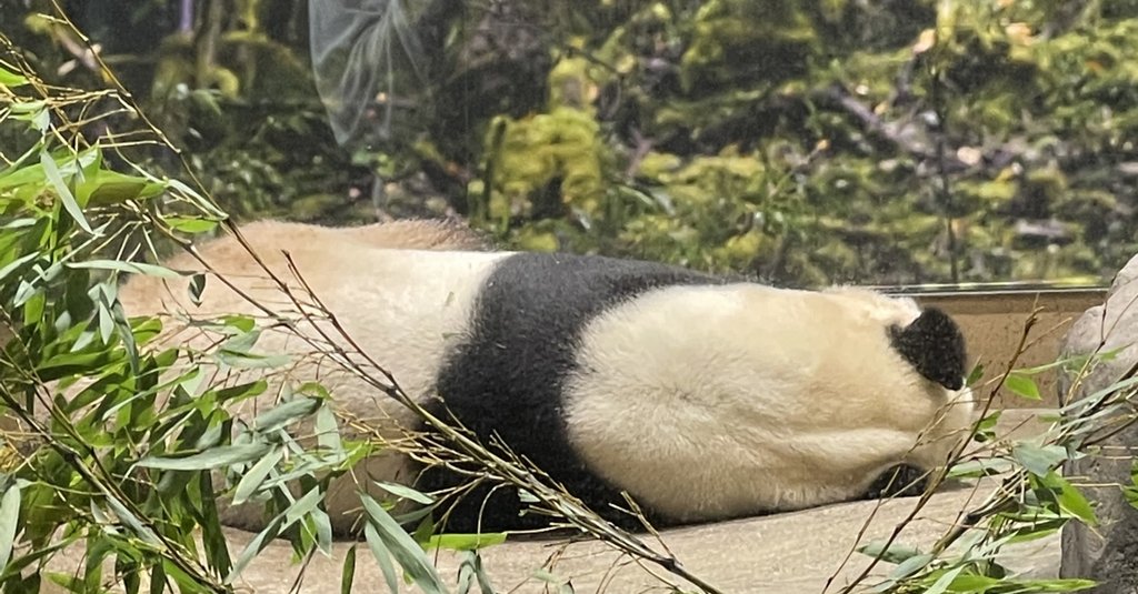 苺とパンちゃん