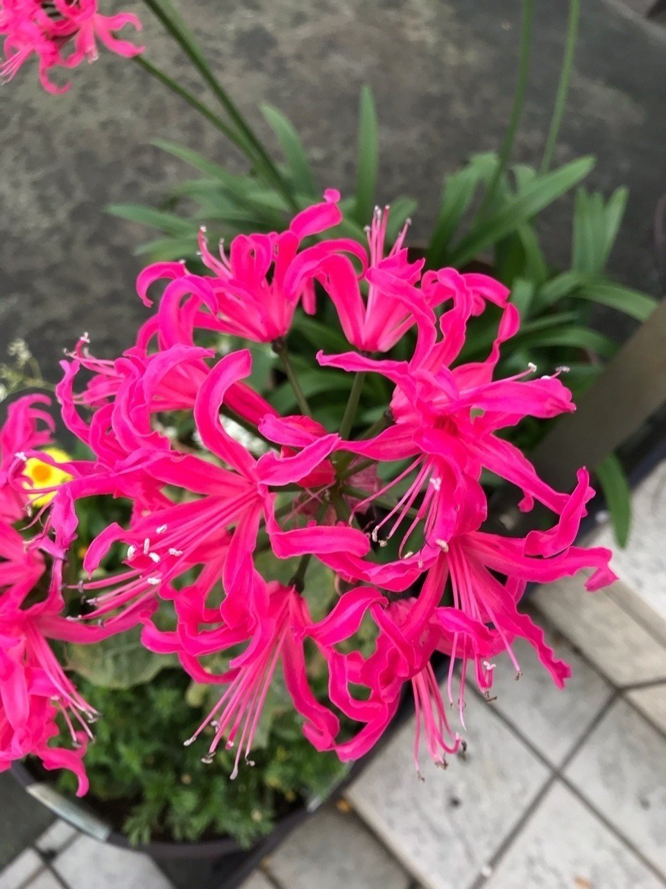 晩秋の花達 玉兎 Note