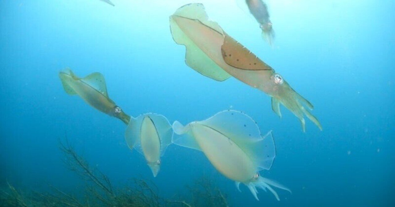 初夏の風物詩 アオリイカの産卵行動 稲垣湧斗 Note 初夏の風物詩 アオリイカの産卵行動 稲垣湧斗 Note