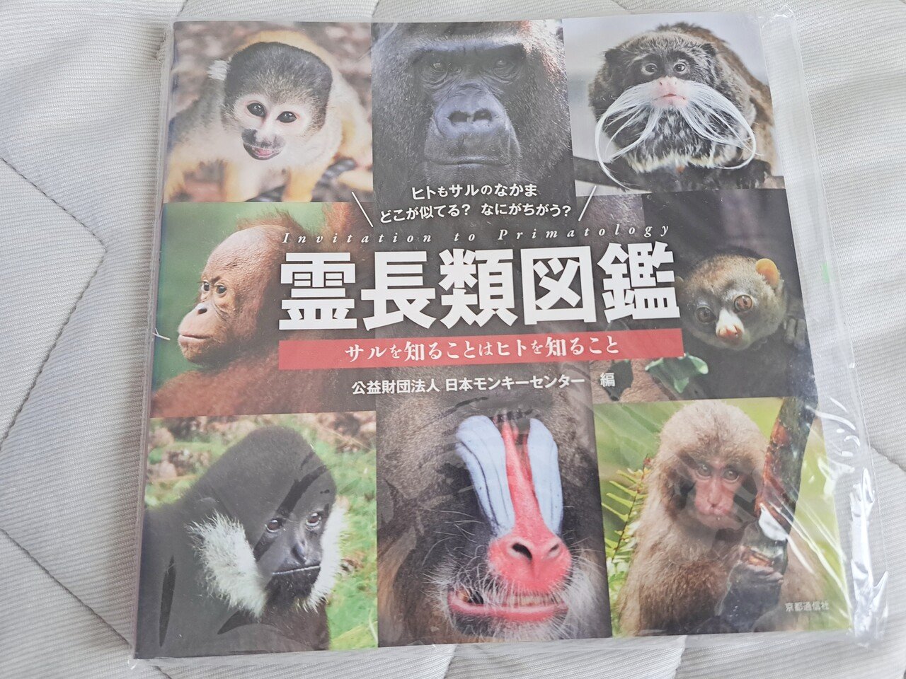 猿専門の動物園をだらだら散歩してみた。｜アオスズメ