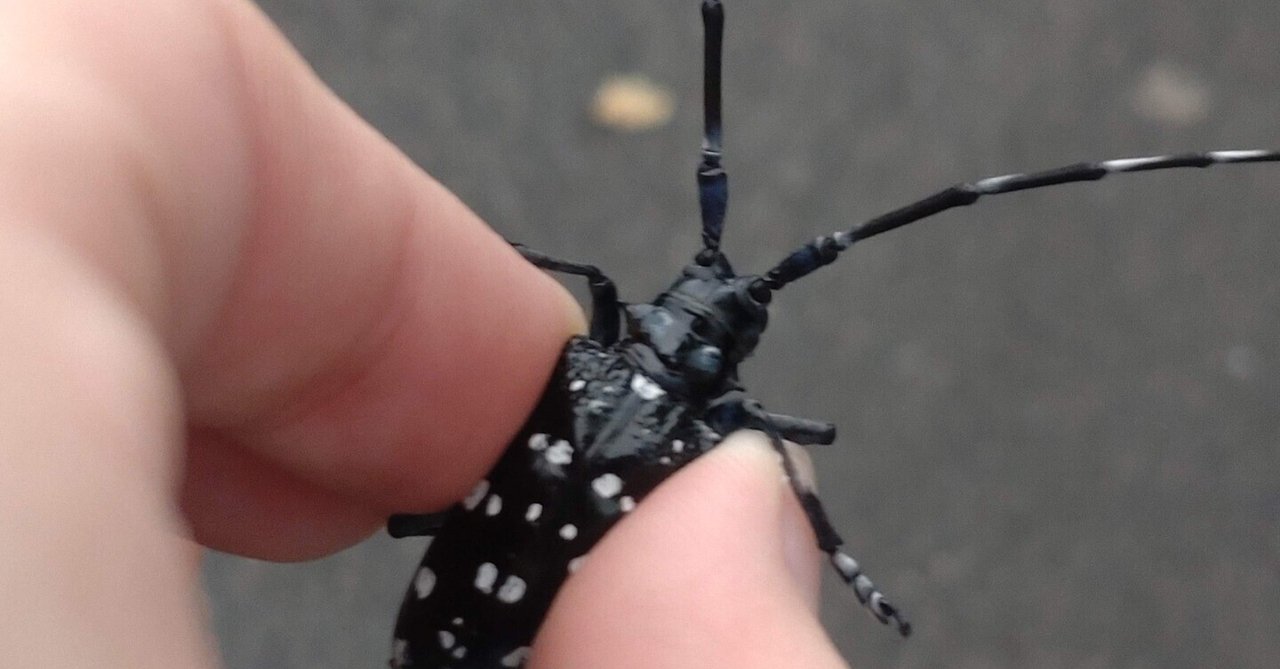 ゴマダラカミキリ-Anoplophora malasiaca｜姫アサギ