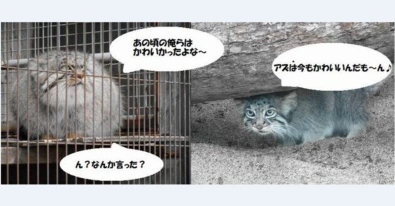 レフとハニーのペアリング エルとアズ誕生 国際マヌルネコの日 制定 プリームラは上野へ そしてペッキー逝く 日本のマヌルネコ 年代記 19年 うしろまえこ Note レフとハニーのペアリング エルとアズ誕生 国際マヌルネコの日 制定 プリームラは上野へ そしてペッキー逝く 日本のマヌルネコ 年代記 19年 うしろまえこ Note