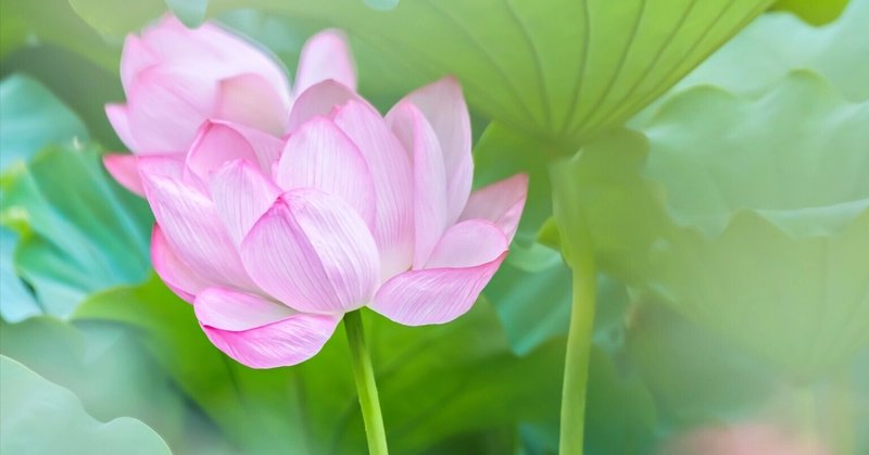 Karin の新着タグ記事一覧 Note つくる つながる とどける