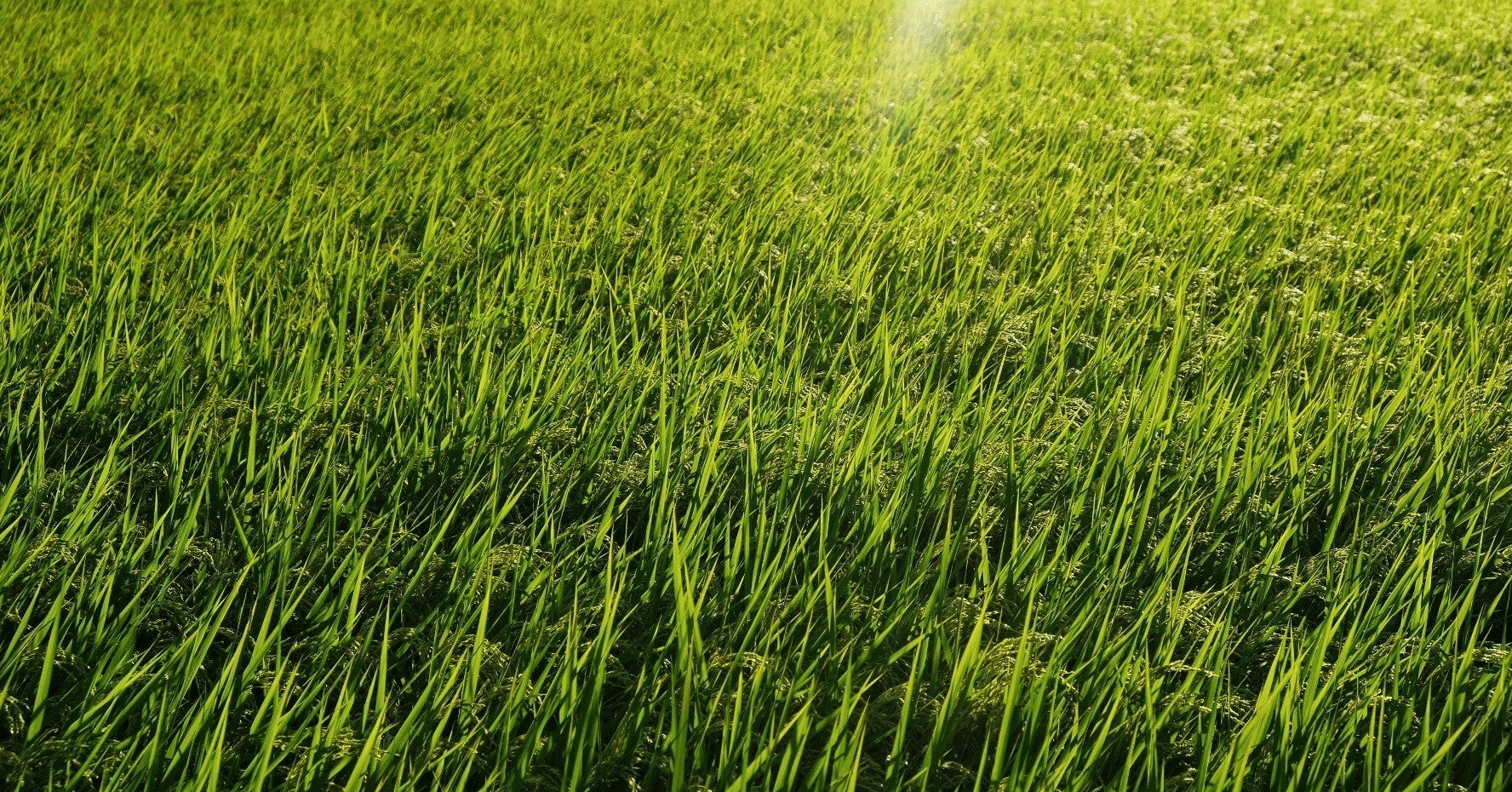 ワーママの「隣の芝生は青く見える」を考える｜もり なつ