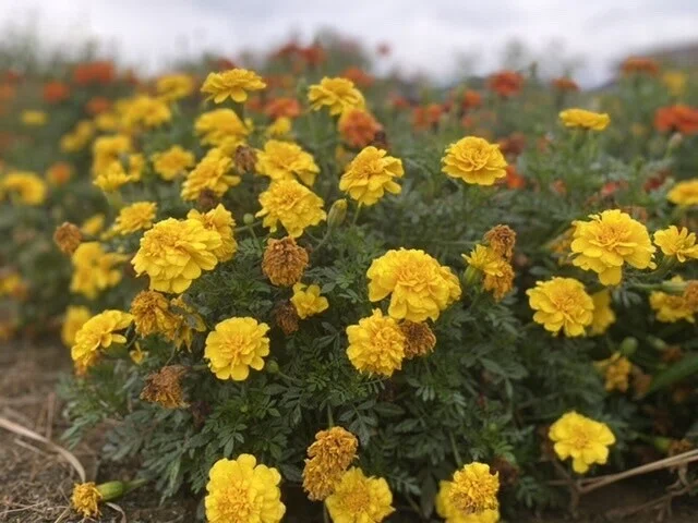 画像7