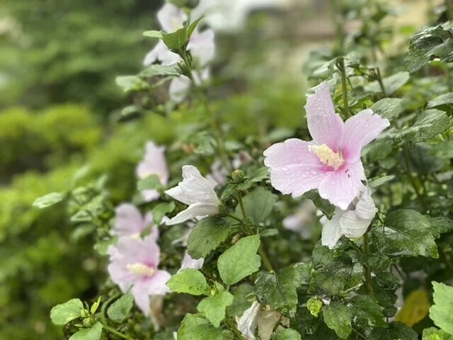 画像11