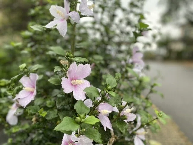 画像12