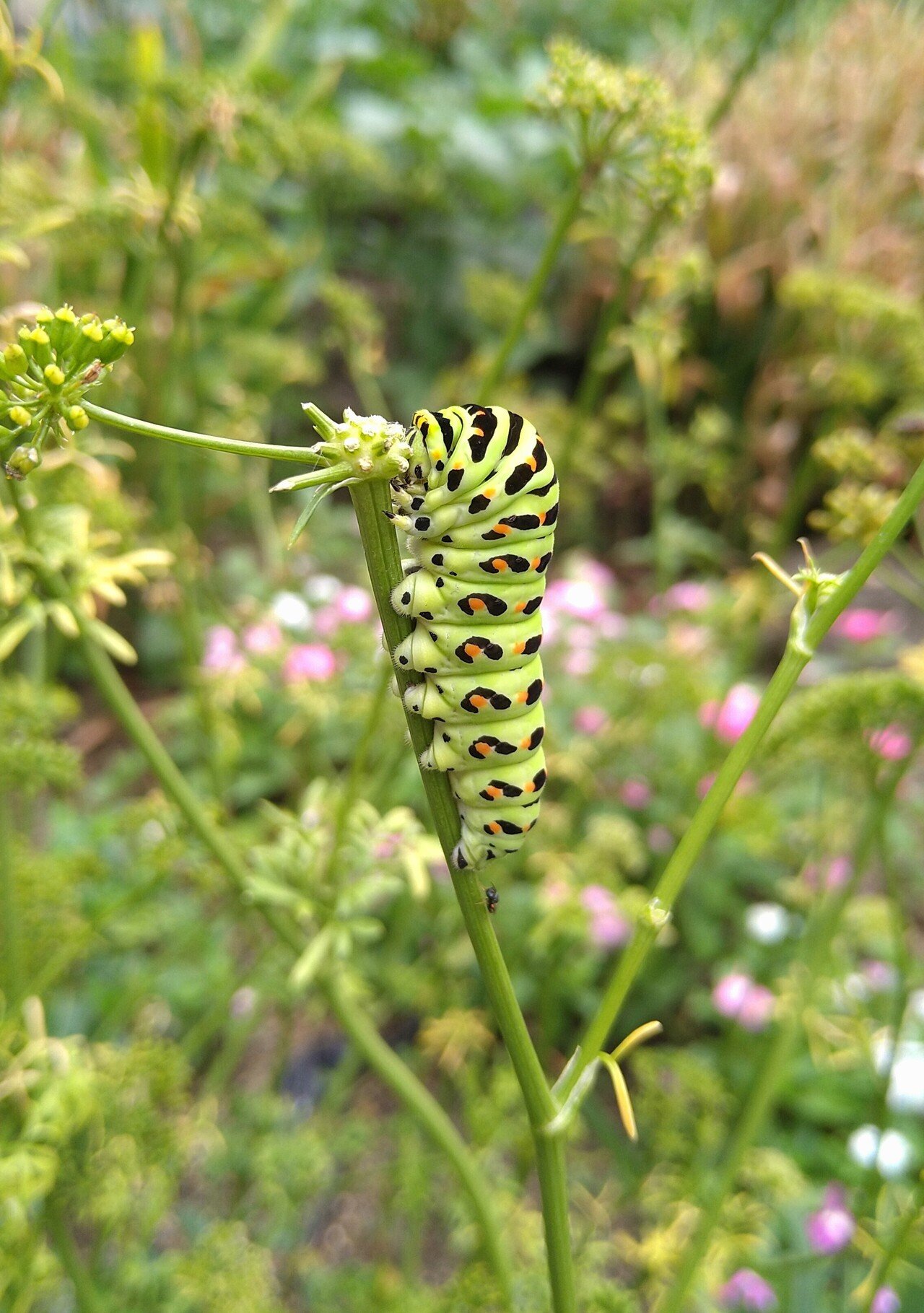 虫が苦手な人にはごめんなさい さくらもち Note 虫が苦手な人にはごめんなさい さくらもち Note