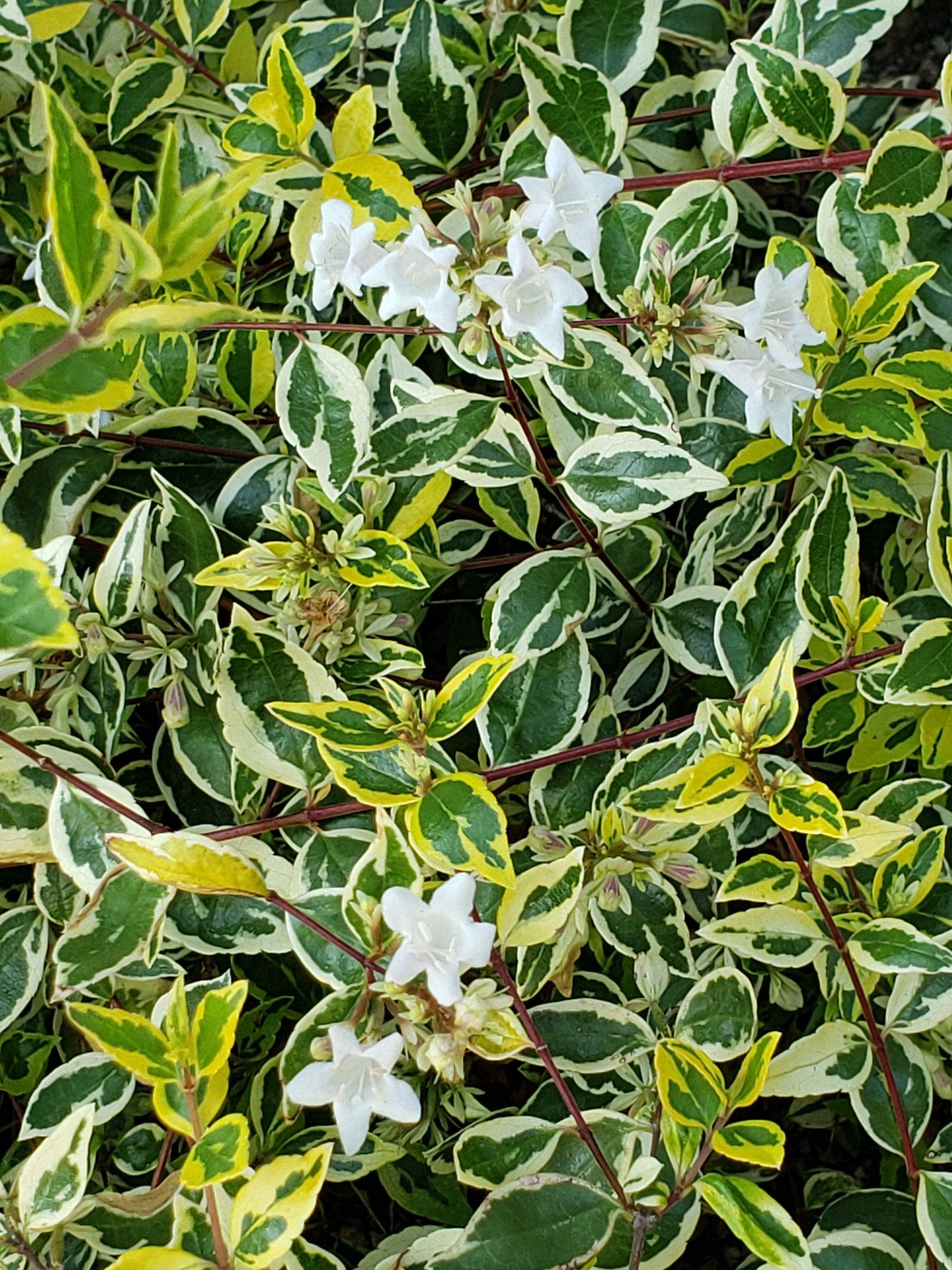 ハクチョウゲ の新着タグ記事一覧 Note つくる つながる とどける