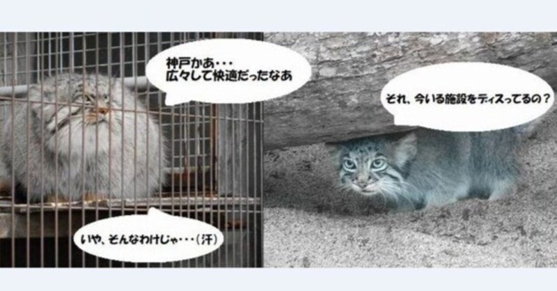 エルとアズ、神戸に移動。そしてコロナの影響で休園を余儀なくされる動物園、など～日本のマヌルネコ年代記：2020年